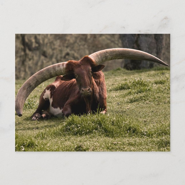 Watusi Cow Postkarte (Vorderseite)