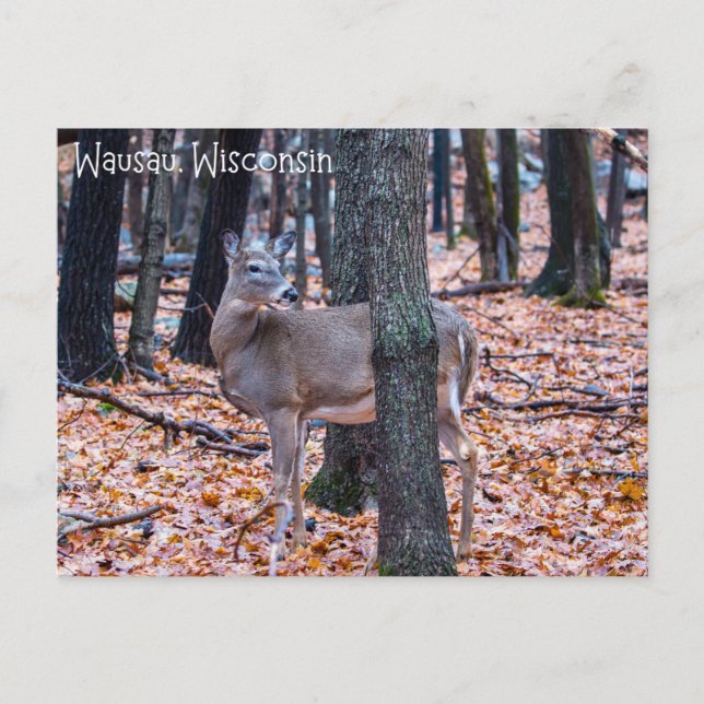 Wausau Wisconsin Deer Postkarte (Vorderseite)