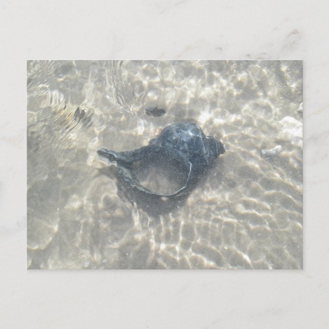 Wave Washed Black Conch Seashell Postkarte (Vorderseite)