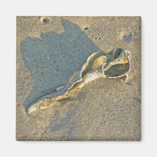 Wave Washed Muschel Cape Cod Items Magnet