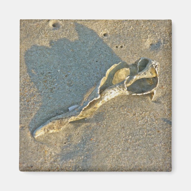 Wave Washed Muschel Cape Cod Items Magnet (Vorne)