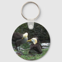 Waved Albatross in Courship