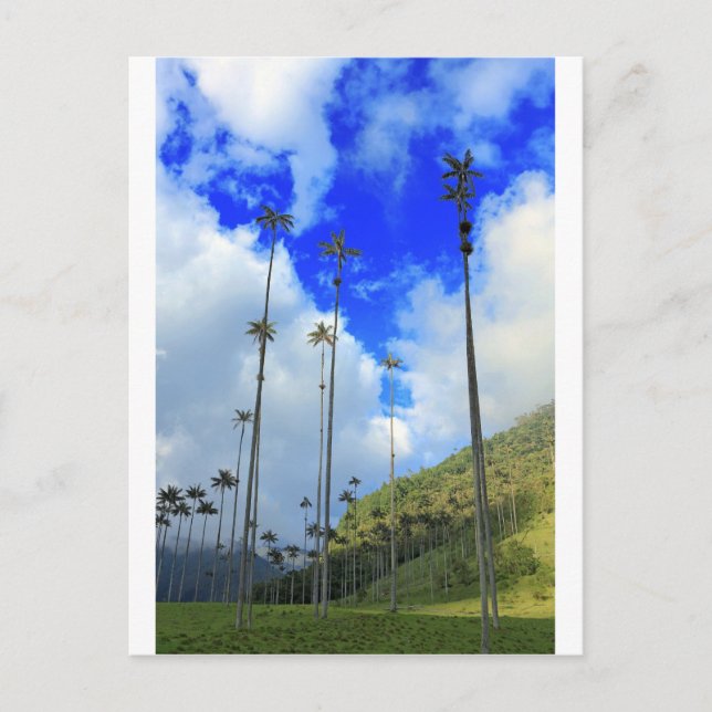 Wax palms Cocora Tal Kolumbien Postkarte (Vorderseite)