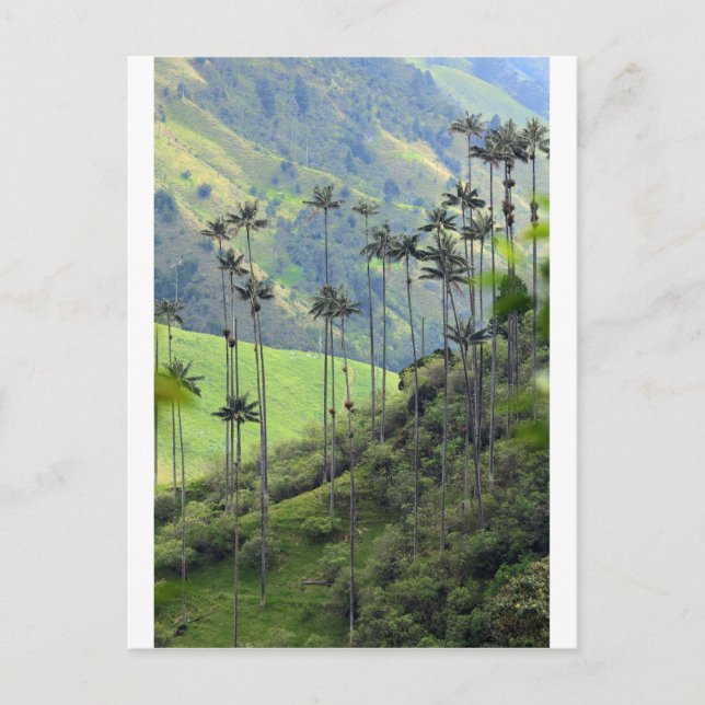 Wax palms Cocora Tal Kolumbien Postkarte (Vorderseite)