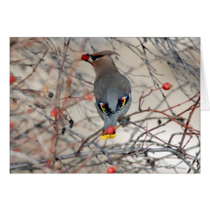 Waxwing-Foto-Karte