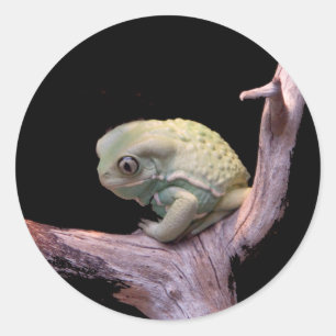 Waxy Monkey Frog Runder Aufkleber