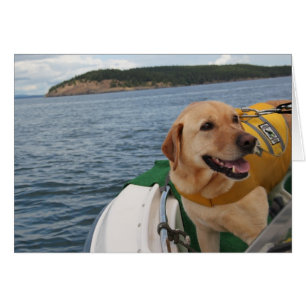 Waylon aux canines Labrador de conservation de