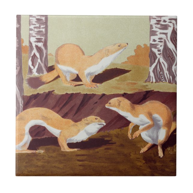 Weasel Animal Vintag Print Fliese (Vorderseite)