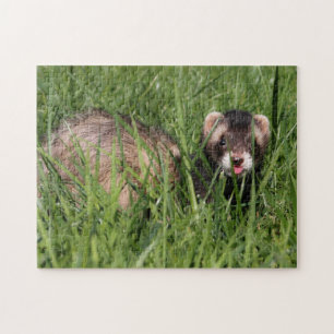 Weasel Garden Puzzle - Sable Ferret