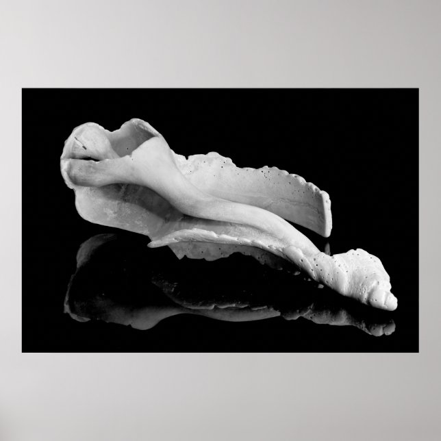 Weatherd Conch Poster (Vorne)