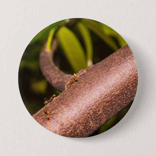 Weaver Ants on a Wood Button (Vorderseite)