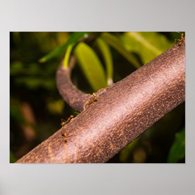 Weaver Ants on a Wood Poster (Vorne)