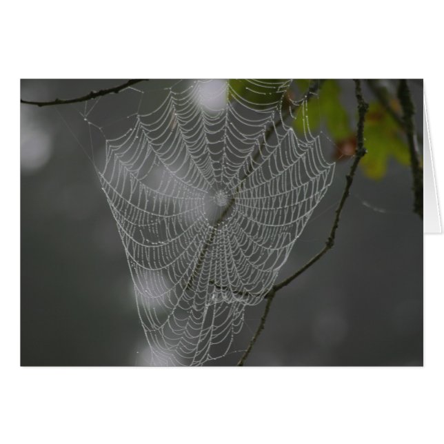 WEB (Devant horizontal)