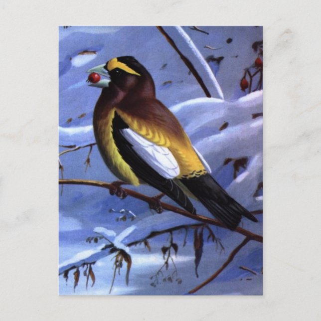 Weber-Abend Grosbeak Postkarte (Vorderseite)