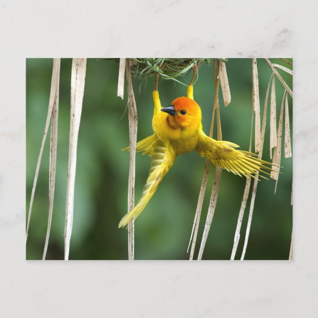 Weber Bird Postkarte (Vorderseite)