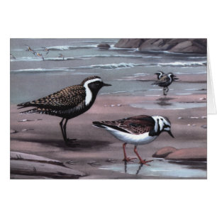 Webers Regenpfeifer u. Turnstones