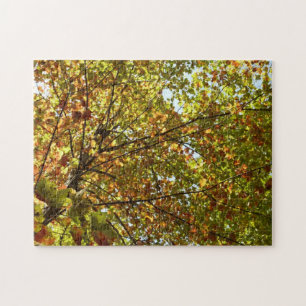 Wechselnde Ahornbaum grüne und goldene Herbstfarbe