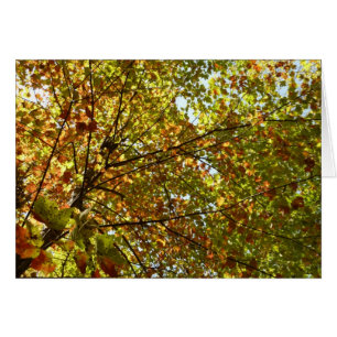 Wechselnde Ahornbaum grüne und goldene Herbstfarbe