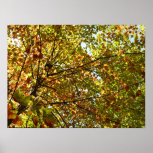 Wechselnde Ahornbaum grüne und goldene Herbstfarbe Poster