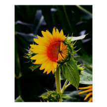 Weckend Sonnenblume