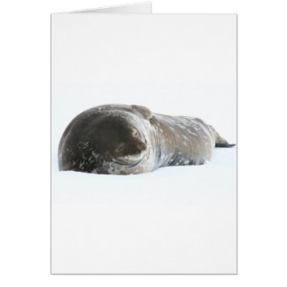 Weddell Seal