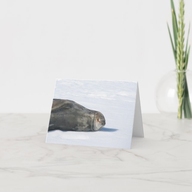 Weddell Siegel Card Feiertagskarte (Vorderseite)