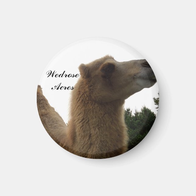 Wedrose Acres aimant de chameau (Devant)