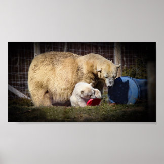 Wee Hamish the Polar Bear Cube Poster