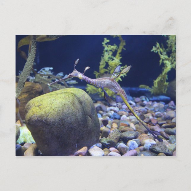 Weedy Seadragon # 2 Postkarte (Vorderseite)