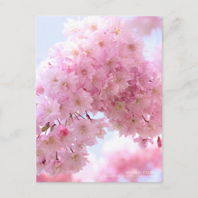 Weeping Cherry: Postkarte (Vorderseite)