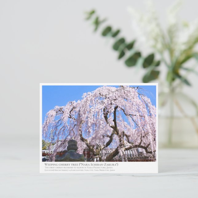 Weeping cherry tree ("Nara Ichiban-Zakura") ポストカード Postkarte (Stehend Vorderseite)