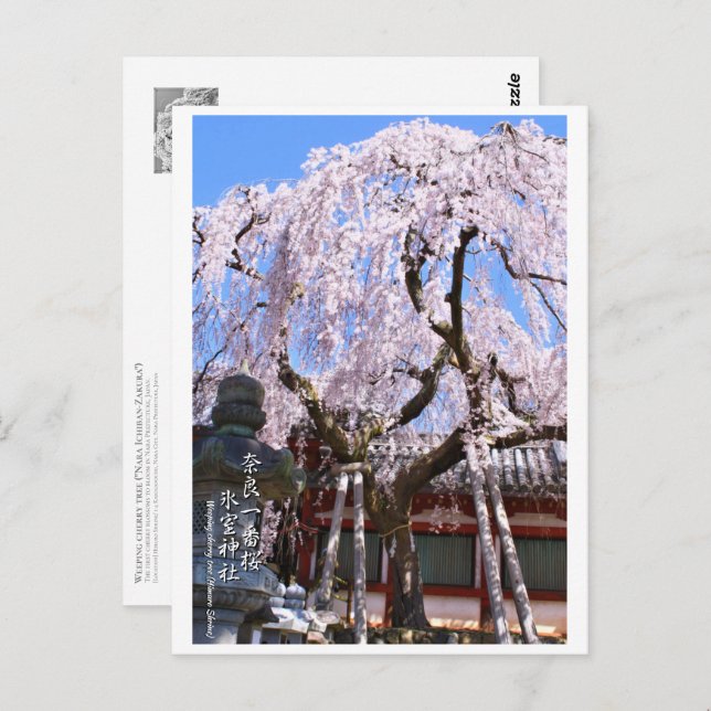 Weeping cherry tree ("Nara Ichiban-Zakura") ポストカード Postkarte (Vorne/Hinten)