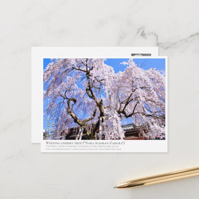Weeping cherry tree ("Nara Ichiban-Zakura") ポストカード Postkarte (Vorderseite/Rückseite Beispiel)