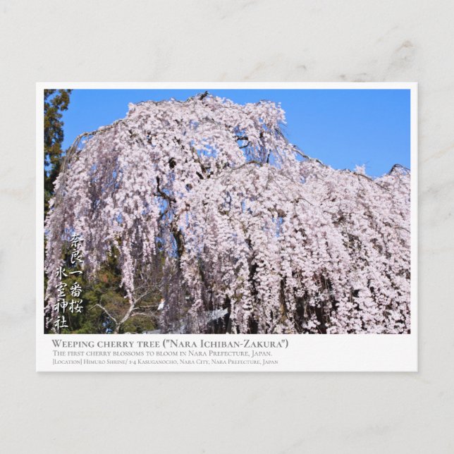Weeping cherry tree ("Nara Ichiban-Zakura") ポストカード Postkarte (Vorderseite)