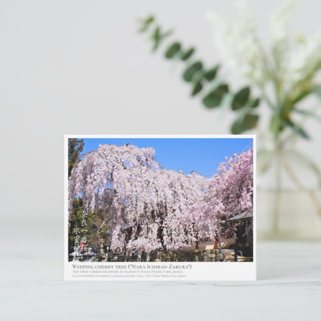 Weeping cherry tree ("Nara Ichiban-Zakura") ポストカード Postkarte (Stehend Vorderseite)