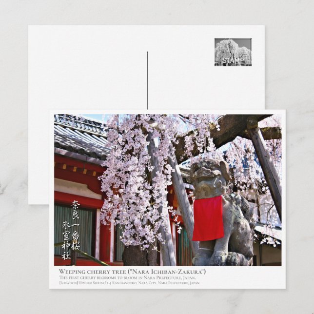 Weeping cherry tree ("Nara Ichiban-Zakura") ポストカード Postkarte (Vorne/Hinten)