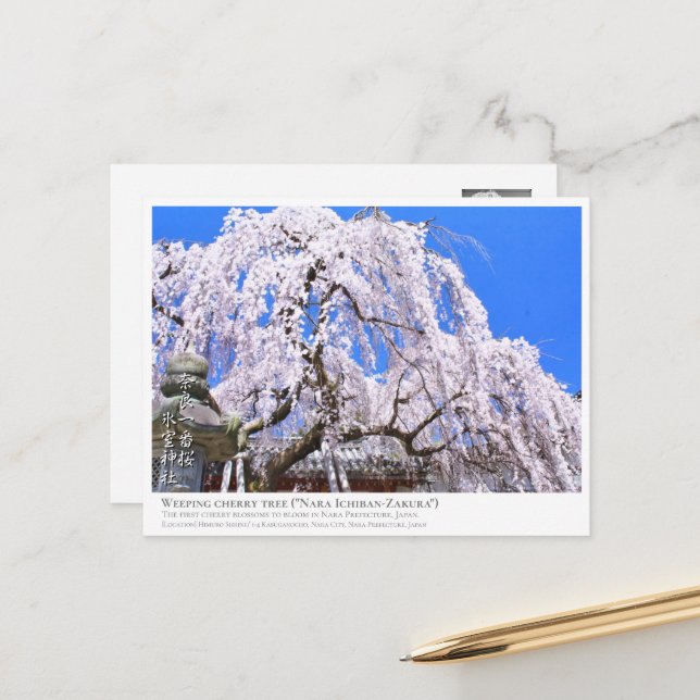 Weeping cherry tree ("Nara Ichiban-Zakura") ポストカード Postkarte (Vorderseite/Rückseite Beispiel)