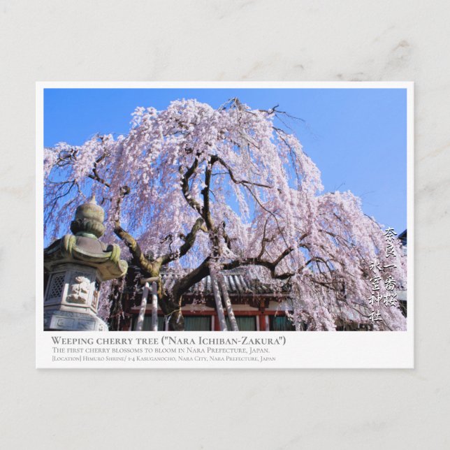 Weeping cherry tree ("Nara Ichiban-Zakura") Postkarte (Vorderseite)