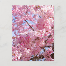 Weeping Cherry: Yae-benishidare Postkarte