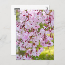 Weeping Cherry: Yae-benishidare Postkarte