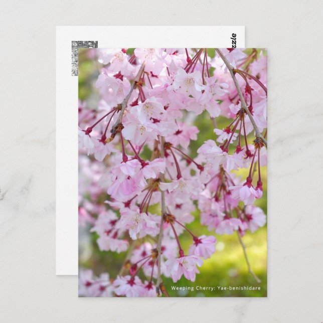 Weeping Cherry: Yae-benishidare Postkarte (Vorne/Hinten)