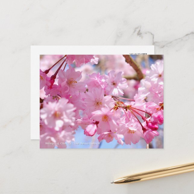 Weeping Cherry: Yae-benishidare Postkarte (Vorderseite/Rückseite Beispiel)