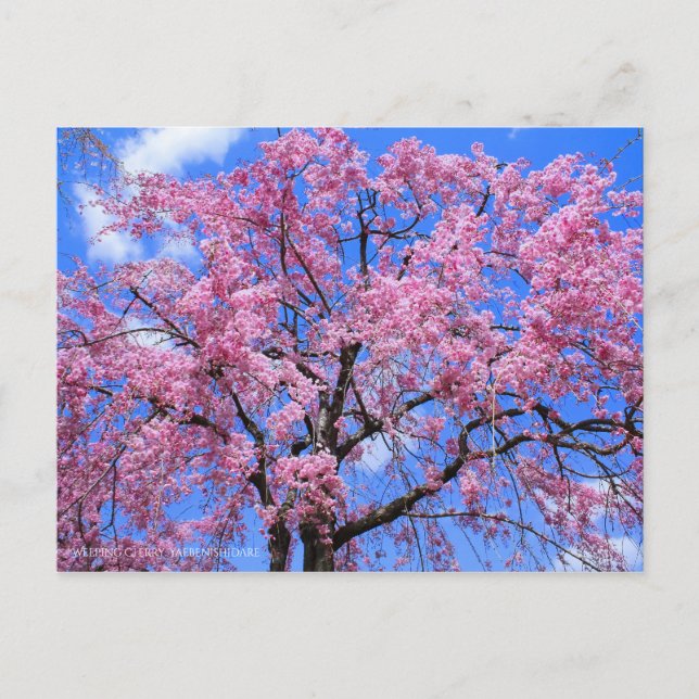 Weeping Cherry(Yaebenishidare) [Postkarte] Postkarte (Vorderseite)