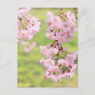 Weeping Cherry(Yaebenishidare) [Postkarte] Postkarte