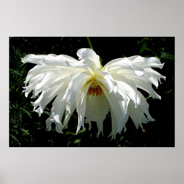Weeping White Dahlia Poster (Vorne)