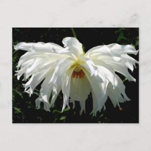 Weeping White Dahlia Postkarte