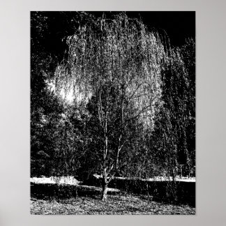 Weeping Willow Leinwand Poster