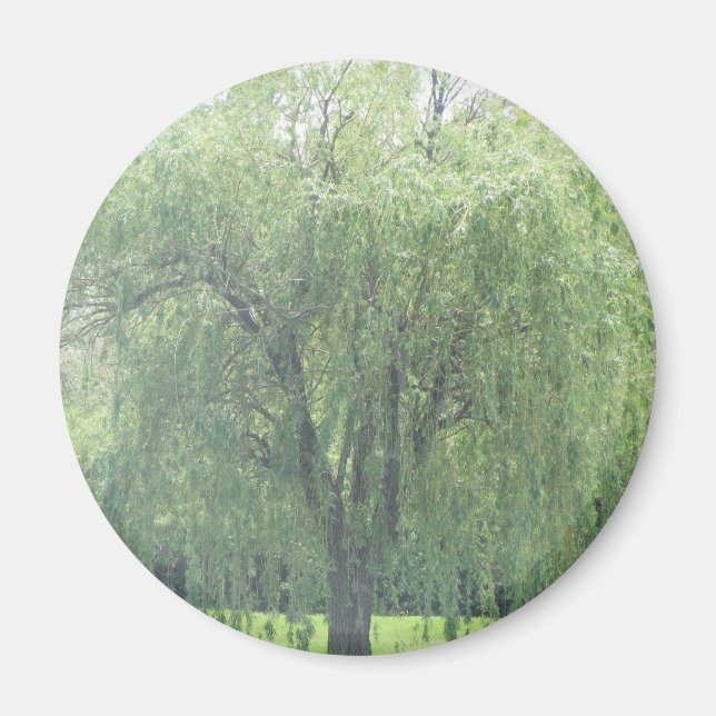 Weeping WIllow Magnet (Vorne)