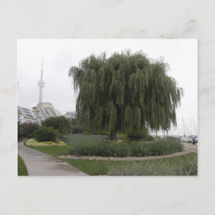 Weeping Willow Toronto Postkarte