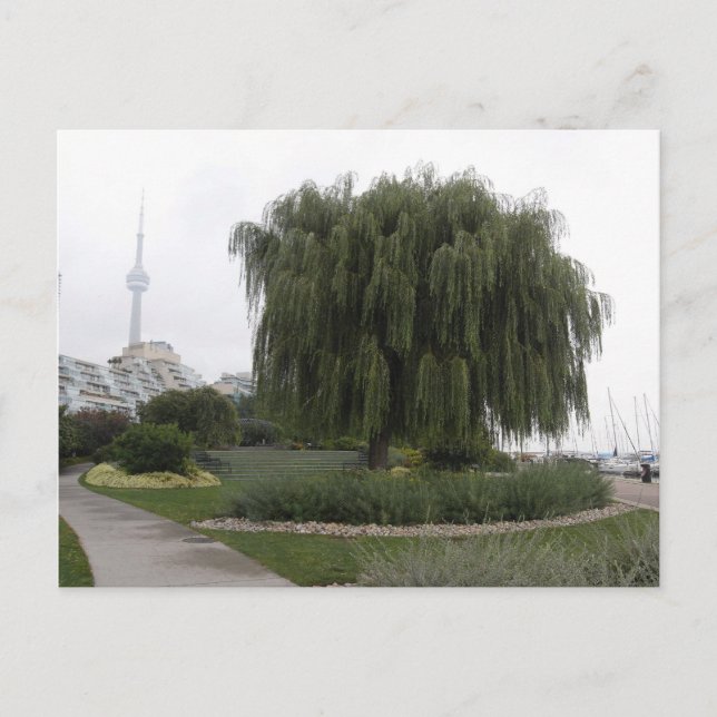 Weeping Willow Toronto Postkarte (Vorderseite)